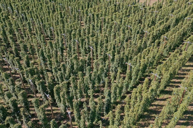 Luppoleto sopra 1200x800